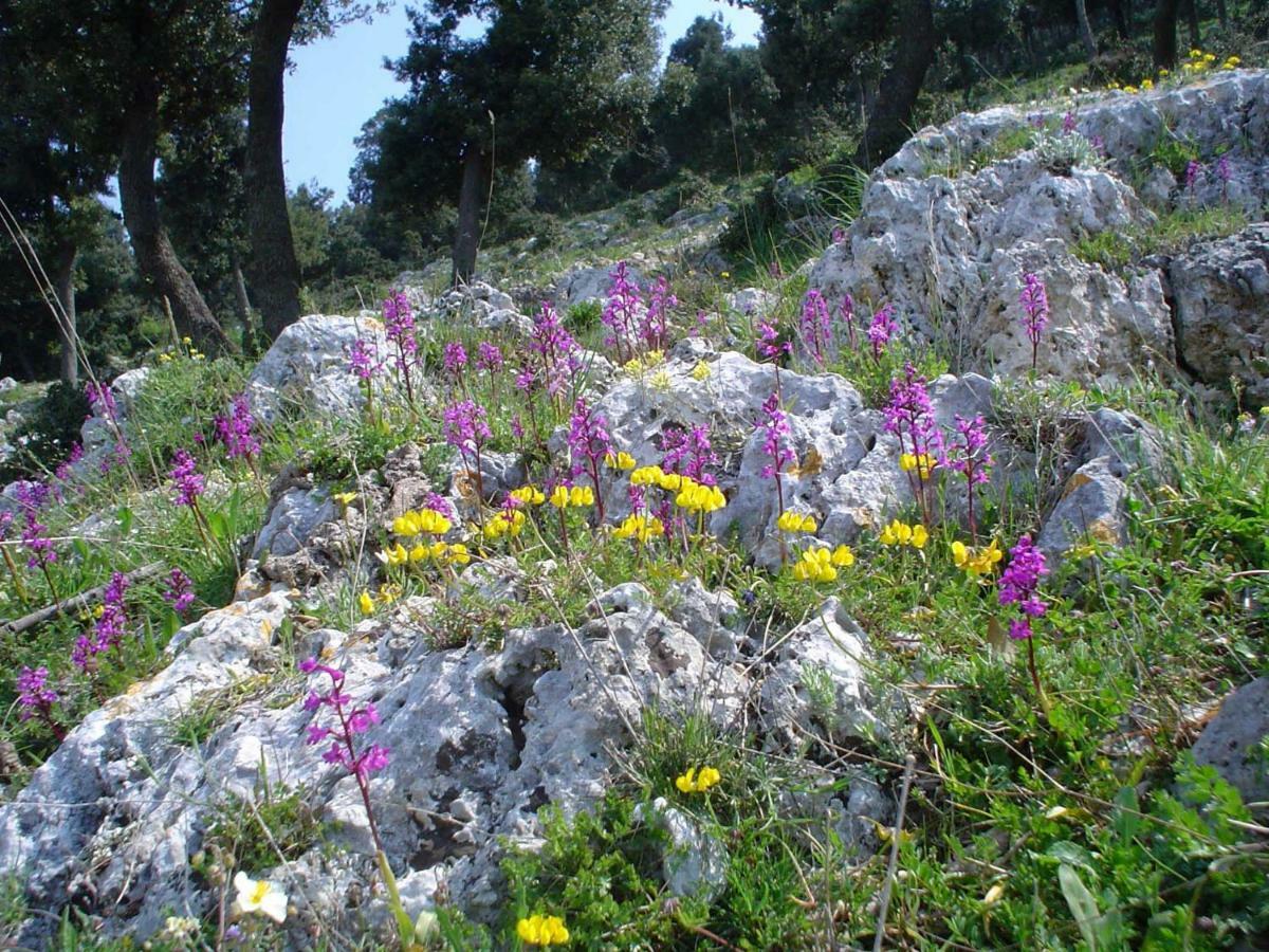 Orchidea Mattinata Parco Del Gargano Lejlighed Eksteriør billede