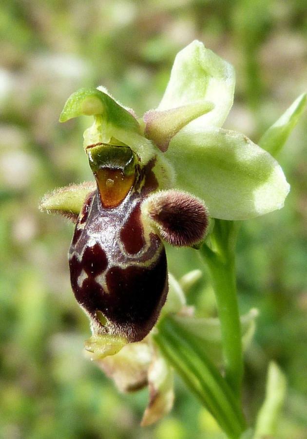 Orchidea Mattinata Parco Del Gargano Lejlighed Eksteriør billede
